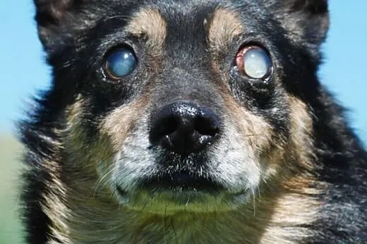 Kochany, malutki, niewidomy psiak ADOPCJA,  małopo
