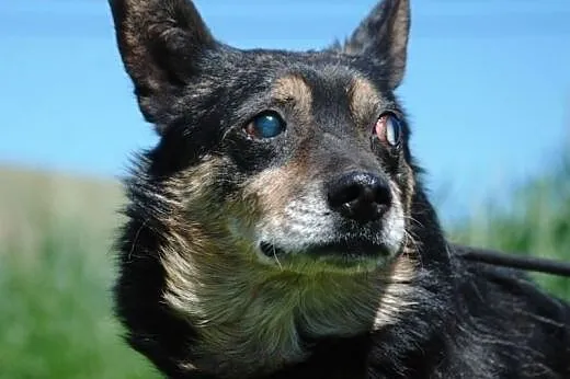 Kochany, malutki, niewidomy psiak ADOPCJA,  małopo