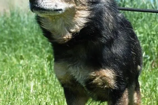 Kochany, malutki, niewidomy psiak ADOPCJA,  małopo