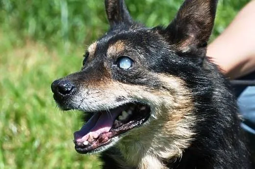 Kochany, malutki, niewidomy psiak ADOPCJA,  małopo