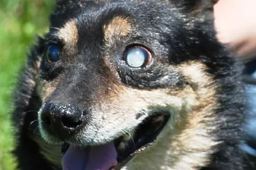 Kochany, malutki, niewidomy psiak ADOPCJA,  małopo