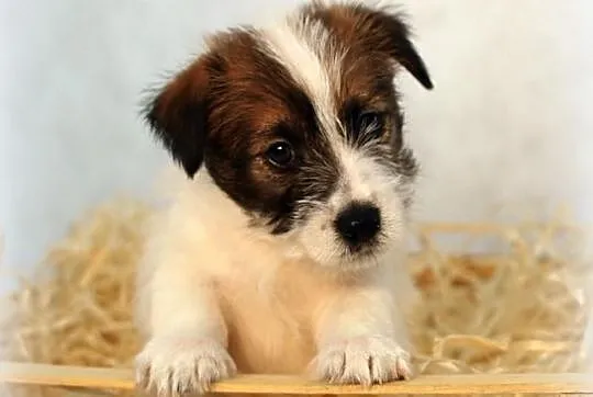 Jack Russell Terrier- śliczny, szorstkowłosy piese