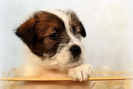 Jack Russell Terrier- śliczny, szorstkowłosy piese