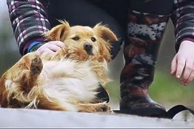 Tosia - piękna, towarzyska suczka,  wielkopolskie 