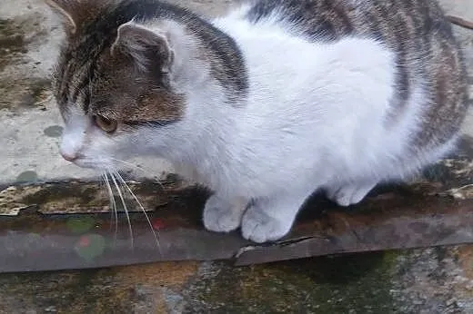 Młodziutki kocurek szuka domku!!,  śląskie Zawierc