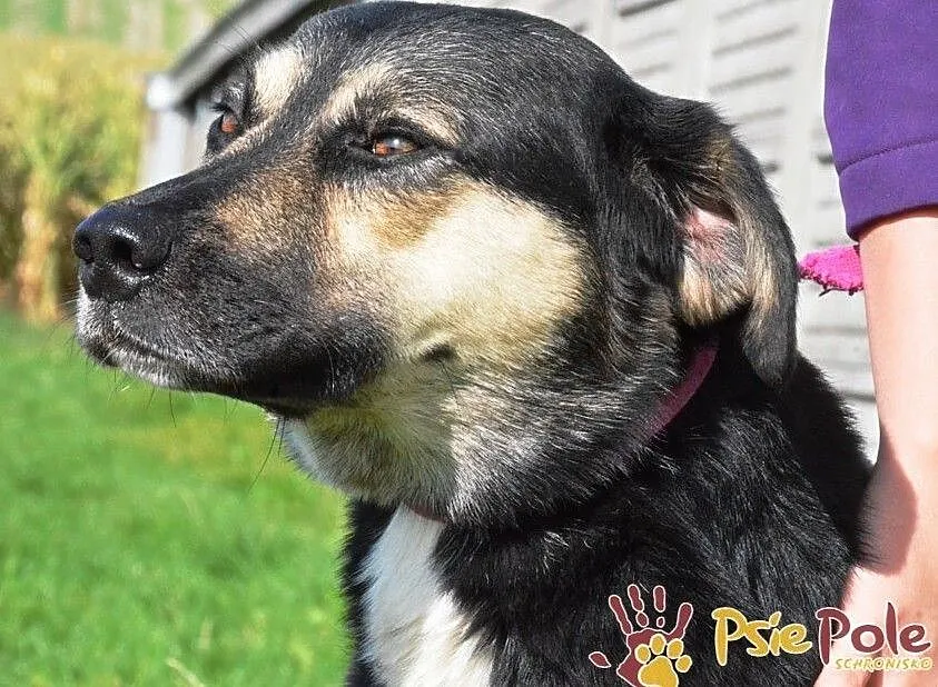 PEJZAŻ-super miły, kochany, wspaniały miły psiak-szukamy troskliwego domu, adopcja, Małopolskie, Kraków