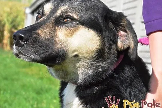 PEJZAŻ-super miły, kochany, wspaniały miły psiak-szukamy troskliwego domu, adopcja, Małopolskie, Kraków