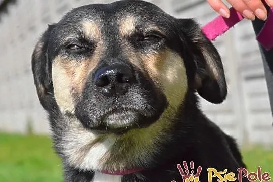 PEJZAŻ-super miły, kochany, wspaniały miły psiak-szukamy troskliwego domu, adopcja, Małopolskie, Kraków
