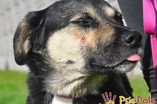 PEJZAŻ-super miły, kochany, wspaniały miły psiak-szukamy troskliwego domu, adopcja, Małopolskie, Kraków