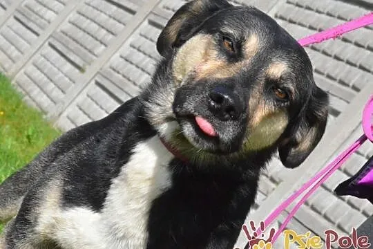 PEJZAŻ-super miły, kochany, wspaniały miły psiak-szukamy troskliwego domu, adopcja, Małopolskie, Kraków