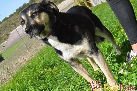 PEJZAŻ-super miły, kochany, wspaniały miły psiak-szukamy troskliwego domu, adopcja, Małopolskie, Kraków
