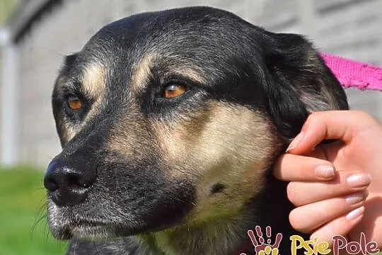 PEJZAŻ-super miły, kochany, wspaniały miły psiak-szukamy troskliwego domu, adopcja, Małopolskie, Kraków