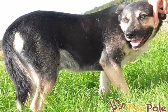 PEJZAŻ-super miły, kochany, wspaniały miły psiak-szukamy troskliwego domu, adopcja, Małopolskie, Kraków