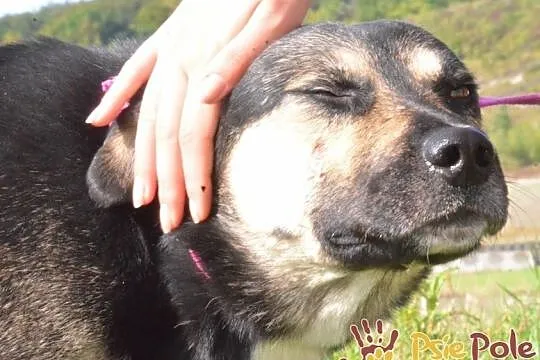 PEJZAŻ-super miły, kochany, wspaniały miły psiak-szukamy troskliwego domu, adopcja, Małopolskie, Kraków