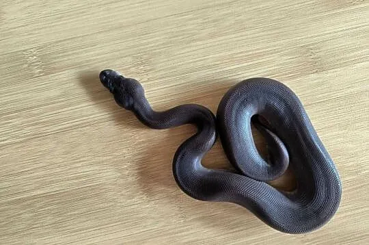 Pyton królewski Suma poss Mojave/Phantom
