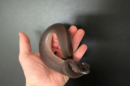 Pyton królewski Suma poss Mojave/Phantom, Mazowieckie, Makowiec