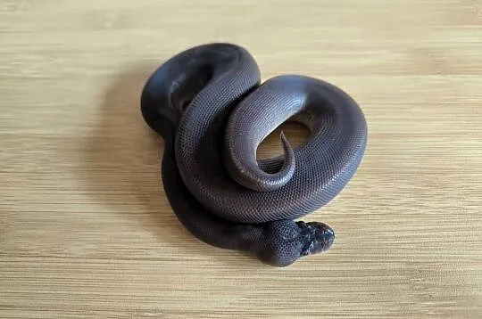 Pyton królewski Suma poss Mojave/Phantom, Mazowieckie, Makowiec