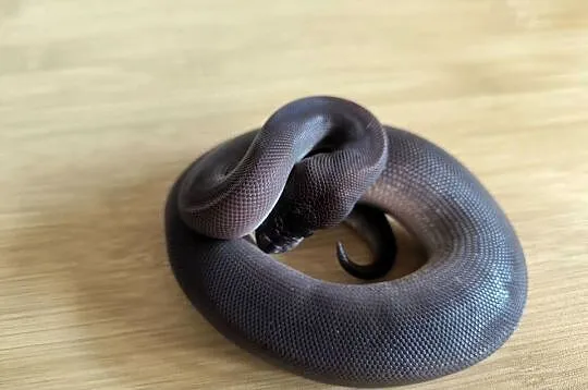 Pyton królewski Suma poss Mojave/Phantom, Mazowieckie, Makowiec