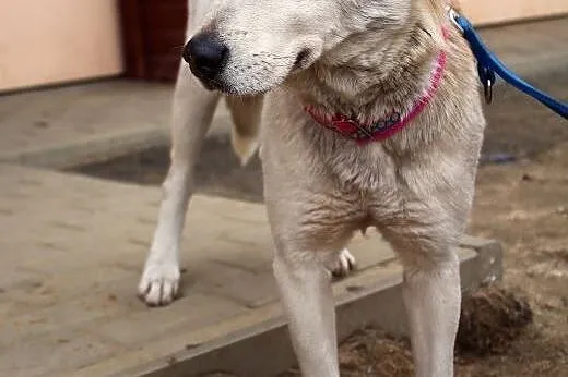 Luna - super sunia,  mazowieckie Nowy Dwór Mazowie