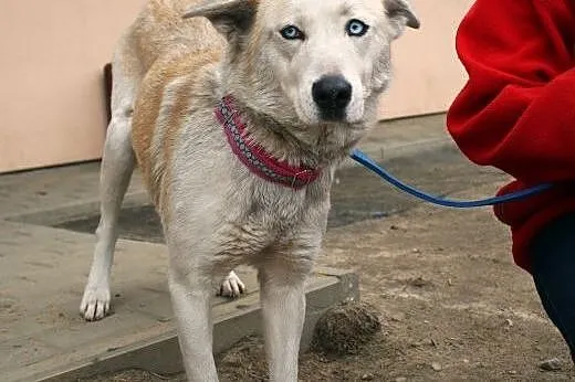 Luna - super sunia,  mazowieckie Nowy Dwór Mazowie