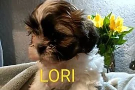 Shih Tzu suczka Lori rodowód