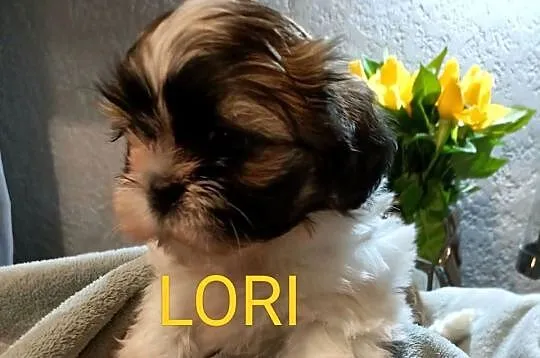 Shih Tzu suczka Lori rodowód, Zachodniopomorskie, Koszalin
