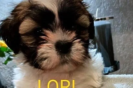 Shih Tzu suczka Lori rodowód, Zachodniopomorskie, Koszalin