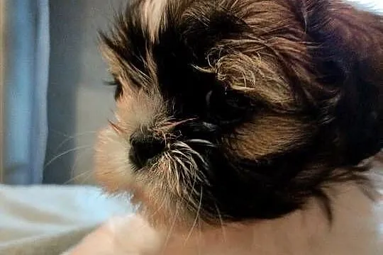 Shih Tzu suczka Lori rodowód, Zachodniopomorskie, Koszalin