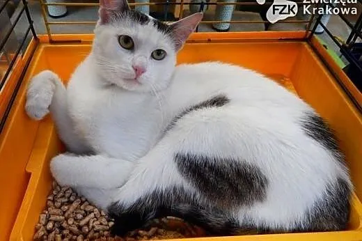 Super kot Kazik,  małopolskie Kraków