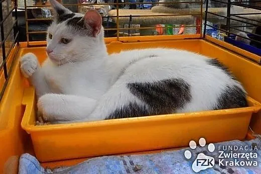 Super kot Kazik,  małopolskie Kraków