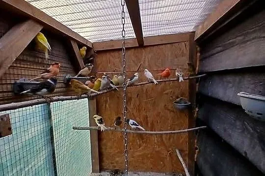 Papugi i kanarki, Pomorskie, Nowe Polaszki