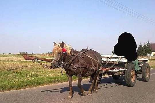 Klacz kuca