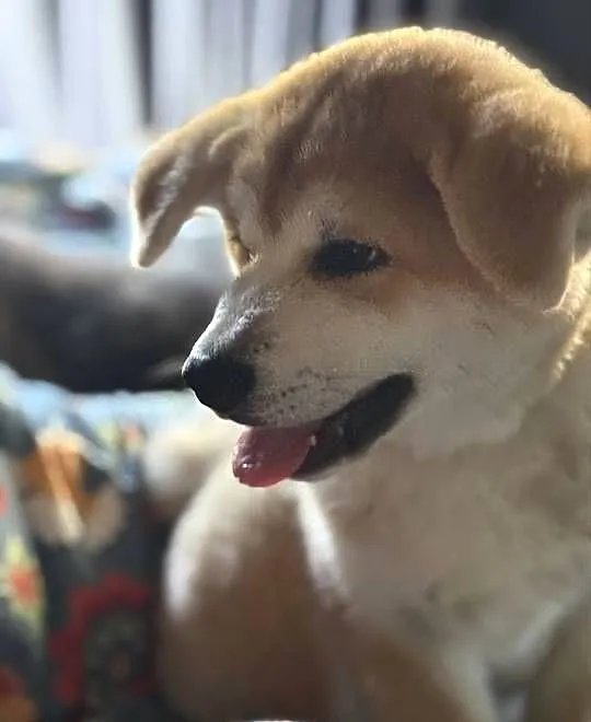 Aiko - cudowny szczeniak czerwona suczka Akita Inu ZKwP FCI, Mazowieckie, Kuleszówka