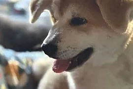 Aiko - cudowny szczeniak czerwona suczka Akita Inu ZKwP FCI