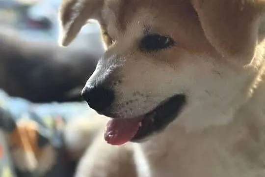 Aiko - cudowny szczeniak czerwona suczka Akita Inu ZKwP FCI, Mazowieckie, Kuleszówka