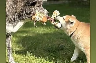 Aiko - cudowny szczeniak czerwona suczka Akita Inu ZKwP FCI, Mazowieckie, Kuleszówka