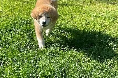 Aiko - cudowny szczeniak czerwona suczka Akita Inu ZKwP FCI, Mazowieckie, Kuleszówka