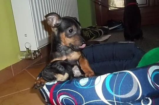 Ratlerek Miniaturka Ratlerki!