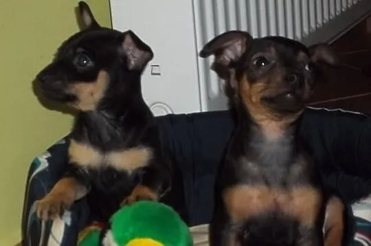 Ratlerek Miniaturka Ratlerki!