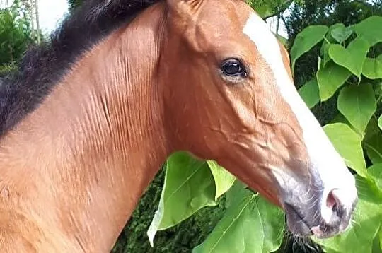 Sprzedam przyczepę dwu konną, , 