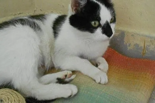 Zielonooka Buba do adopcji!,  łódzkie Łódź