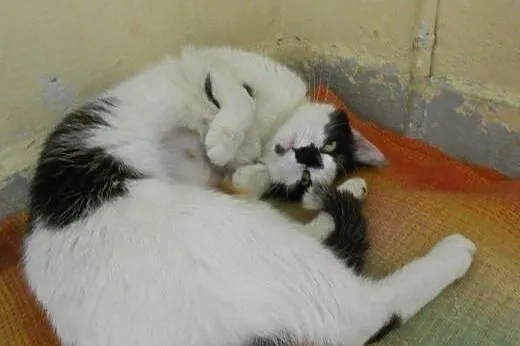 Zielonooka Buba do adopcji!,  łódzkie Łódź