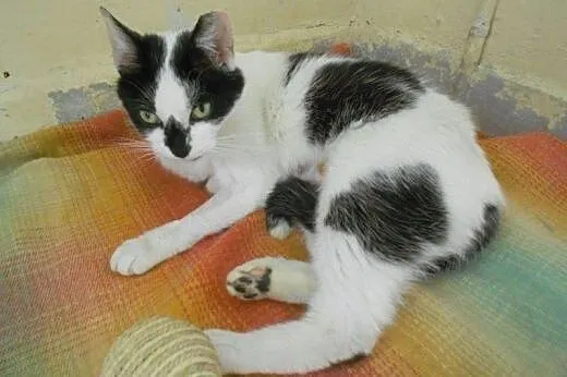 Zielonooka Buba do adopcji!,  łódzkie Łódź
