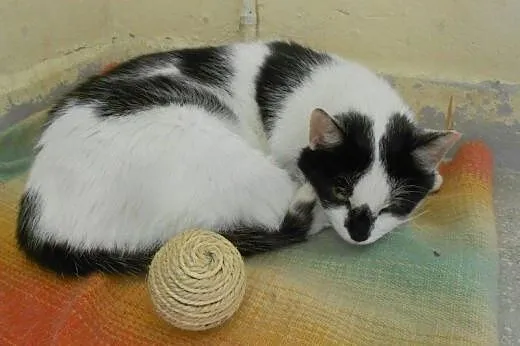 Zielonooka Buba do adopcji!,  łódzkie Łódź