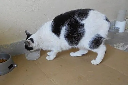 Zielonooka Buba do adopcji!,  łódzkie Łódź