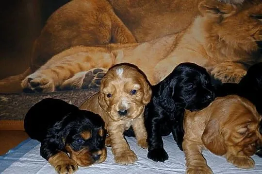 Śliczne Szczenięta Cocker Spaniel Angielski