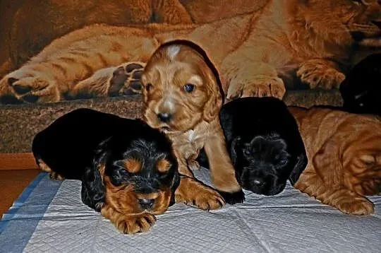 Śliczne Szczenięta Cocker Spaniel Angielski, Łódzkie, Sieradz