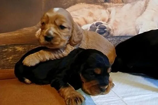 Śliczne Szczenięta Cocker Spaniel Angielski, Łódzkie, Sieradz