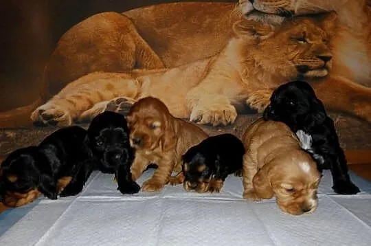 Śliczne Szczenięta Cocker Spaniel Angielski, Łódzkie, Sieradz