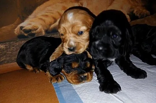 Śliczne Szczenięta Cocker Spaniel Angielski, Łódzkie, Sieradz